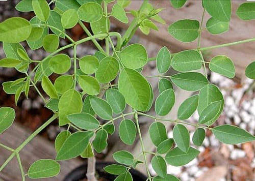 مورينجا ستينو بيتالا Moringa Stenopetala