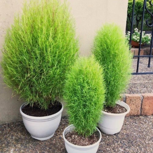 بذور مكنسة الجنة ، كوشيا ، كوكيا