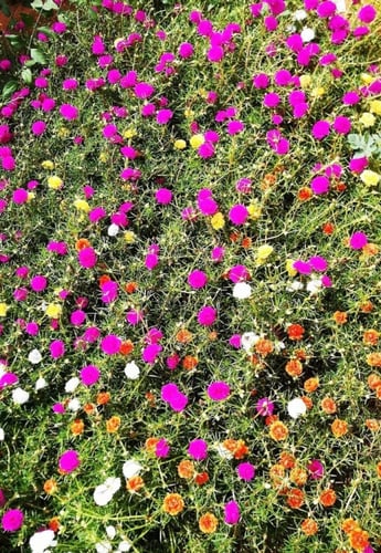 بذور زهرة رجلة الزهور