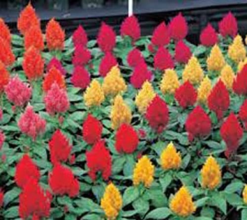 بذور نبات زهرة عرف الديك