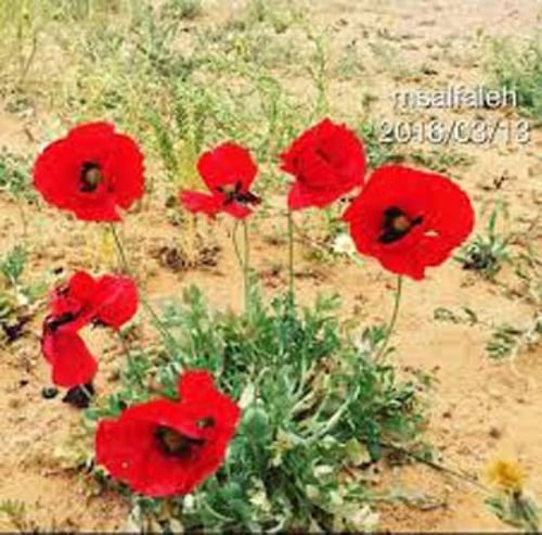 بذور نبات الديدحان ( شقائق النعمان )