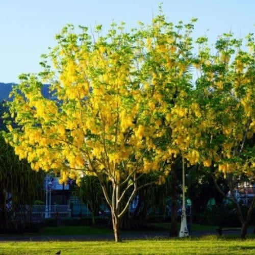 بذور كاسيا فستيولا Cassia fistula