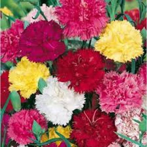 بذور زهرة القرنفل