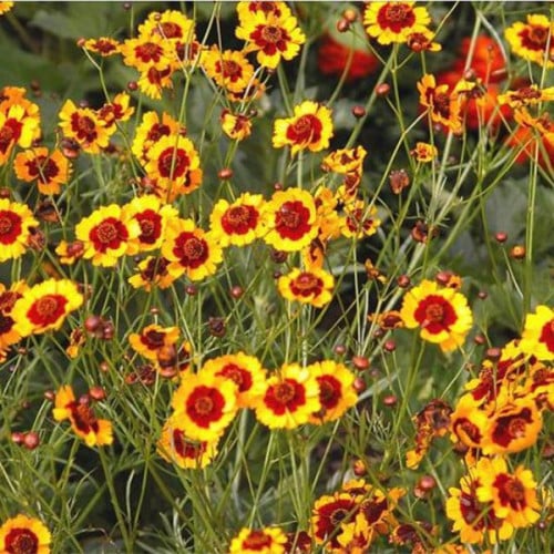 بذور زهرة الكوريوبسس