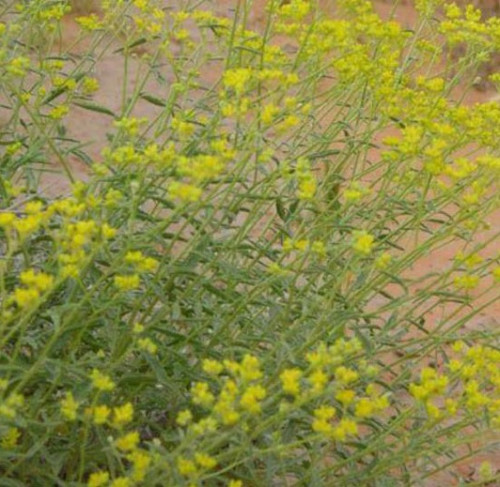 بذور عشبة الحزا