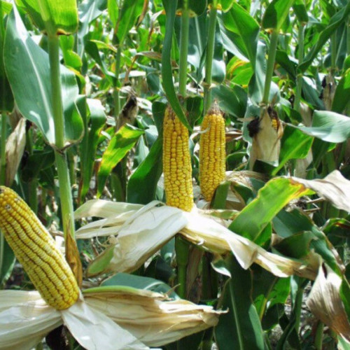 بذور نبات الذرة