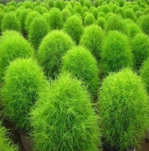 بذور شجرة الكوشيا ( مكنسة الجنة )