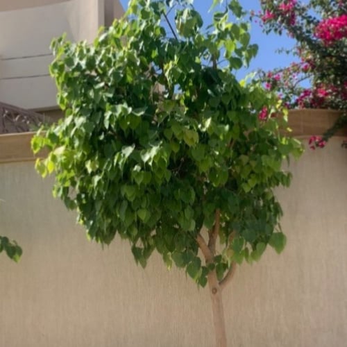 بذور شجرة لسان العصفور