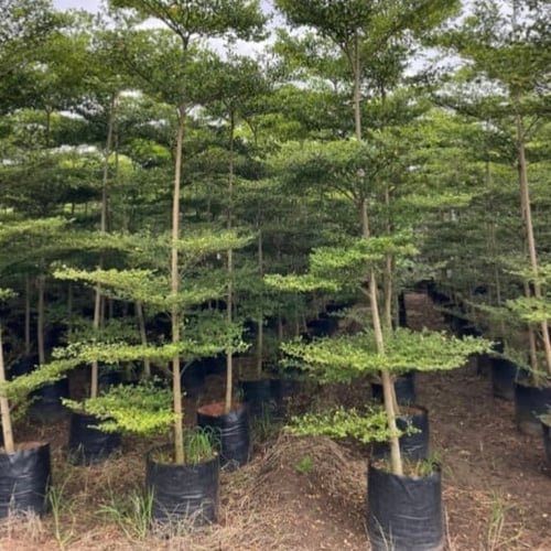 بذور شجرة ترمناليا منتالي