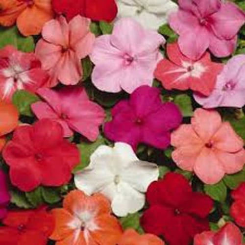 بذور زهرة البلسم