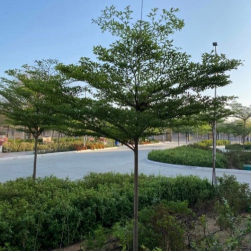 بذور شجرة ترمناليا منتالي