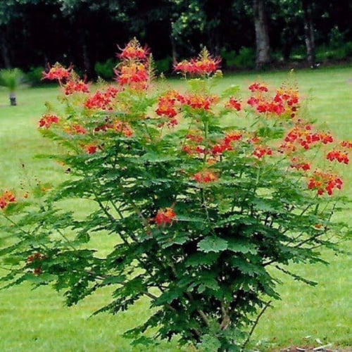 بذور السيسالبينيا ( زهرة الطاووس )