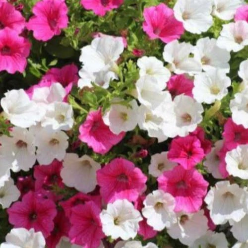 بذور زهور البتونيا