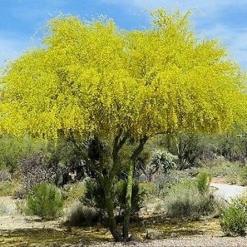 بذور شجرة الباركنسونيا ( شوكة الفرس )