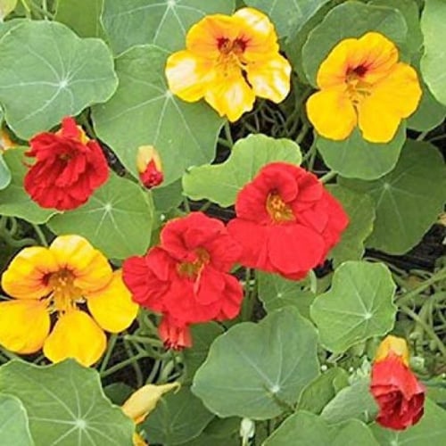 بذور نبات زهرة السالبوت( ابوخنجر)