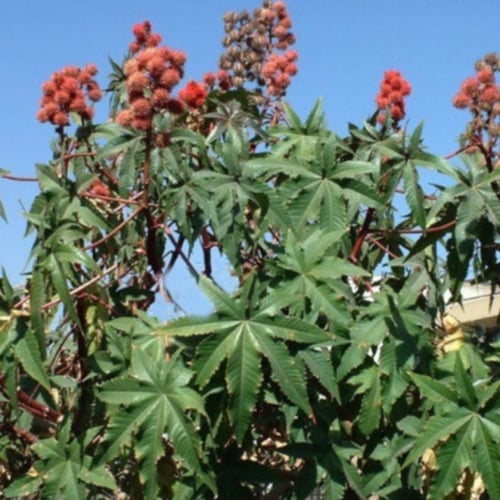 بذور شجرة الخروع