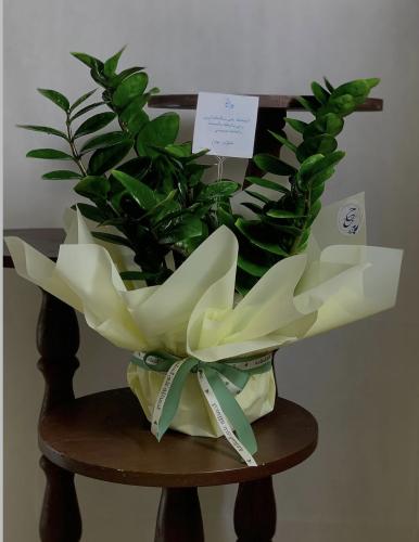 نبتة الزاميا