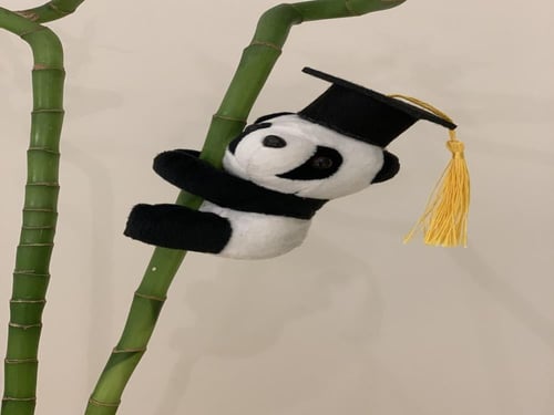 فازة البامبو للخريجين