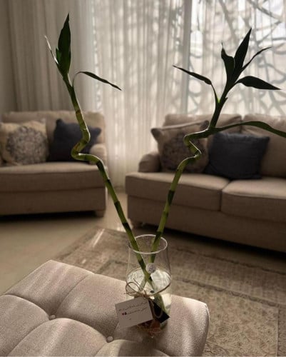 حوض سمك الفايتر