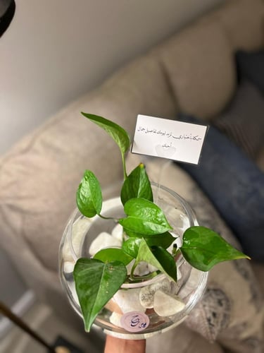 حوض سمك الفايتر