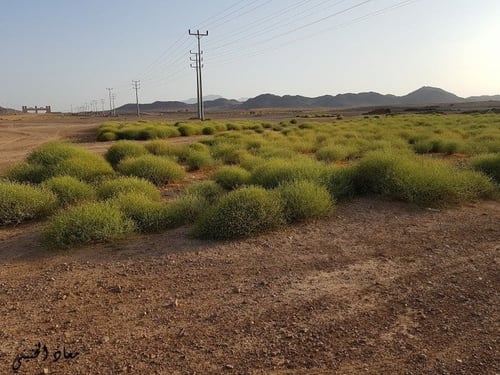 جثجاث 100 بذرة لا ينصح به Pulicaria undulata