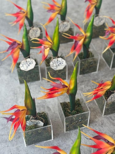 زرعات صناعيه يوم المعلم مع الكيس