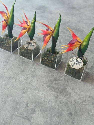 زرعات صناعيه يوم المعلم مع الكيس