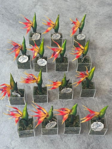 زرعات صناعيه يوم المعلم مع الكيس