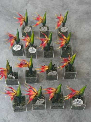 زرعات صناعيه يوم المعلم مع الكيس