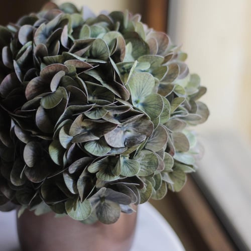 باقه ورد هيدرانجا