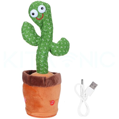 الصبارة الراقصة -اعادة شحن