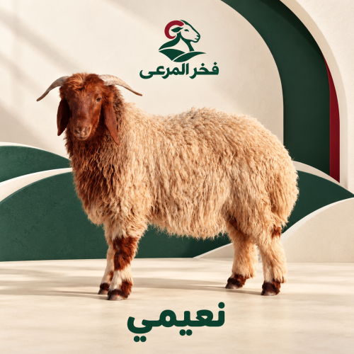 نعيمي هرفي وسط