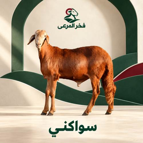 سواكن صغير