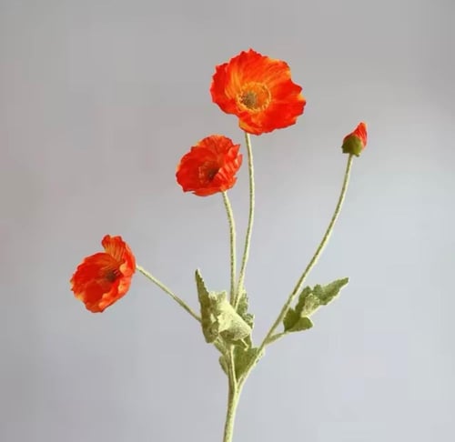 ( خدمة ) ضيافة