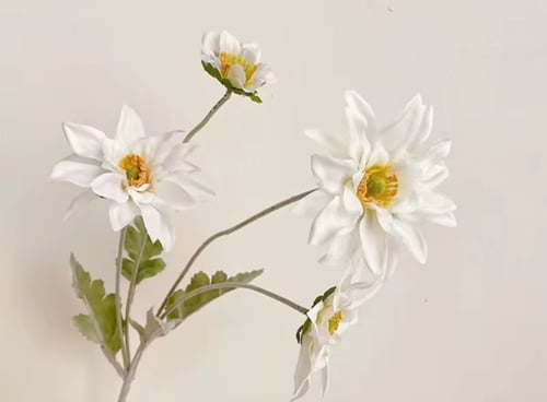 ( خدمة ) ضيافة