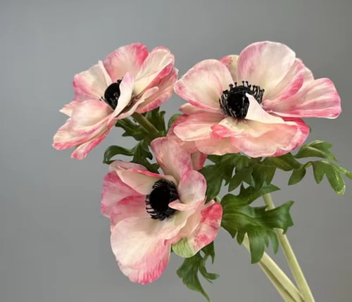 ( خدمة ) ضـيـافة