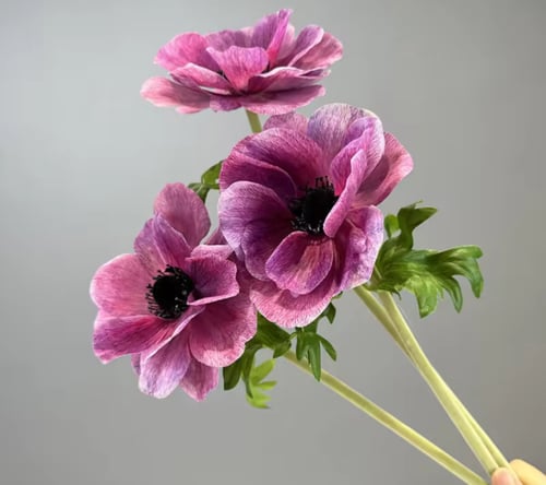 ( خدمة ) ضـيـافة