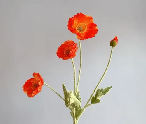 سنتر ضيافة دائري