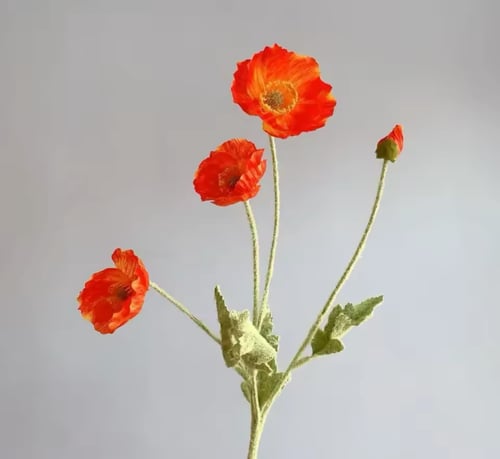 ( خدمة ) ضـيـافة