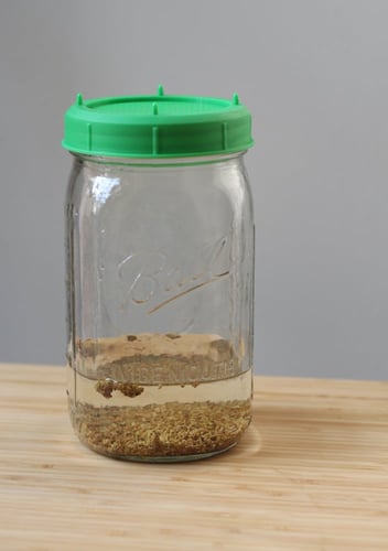 جار مرطبان استنبات البذور - Plastic Sprouting Lids...