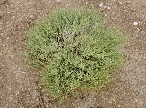 بذور عشبة الشنان(Anabasis)