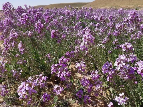 يهق (جرجير بري) 2000 بذرة Diplotaxis acris