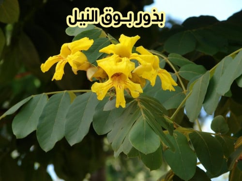 بذور بوق النيل