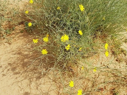 ذعلوق الجمل 40 بذرة تقريبا Scorzonera tortuosissim...