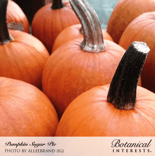 بذور يقطين الفطيرة الحلوة - Sugar Pie Pumpkin Seed...