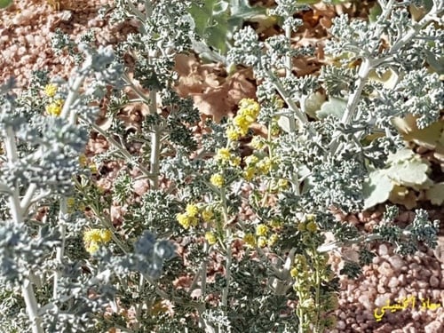 بعيثران مقدار بيالة من البذور والشوائب Artemisia j...