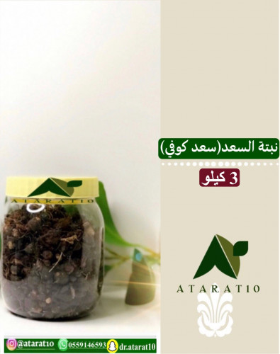 3 kilograms of Soad plant (seed) _ Saad Coffee