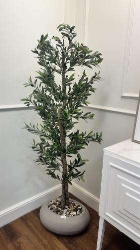 شجرة الزيتون