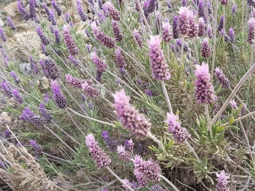 ضرم لون فاتح ( لافندر ) 50 بذرة lavandula dentata