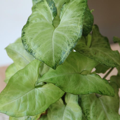 سنجونيوم (رجل البط)